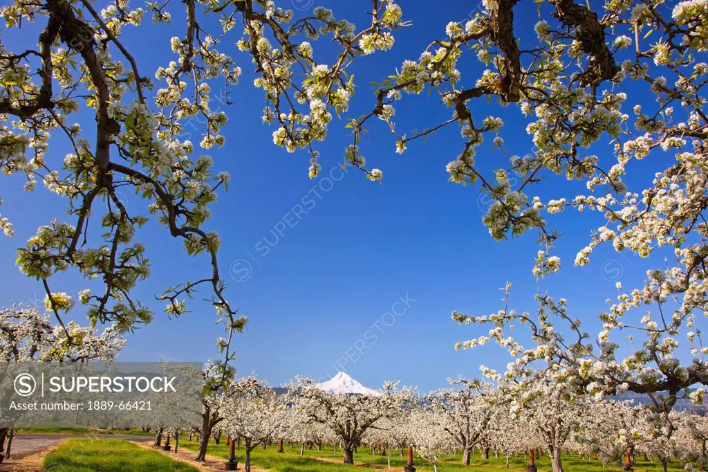 apple blossom trees in hood river valley columbia river gorge with mount hood in the background, oregon united states of america