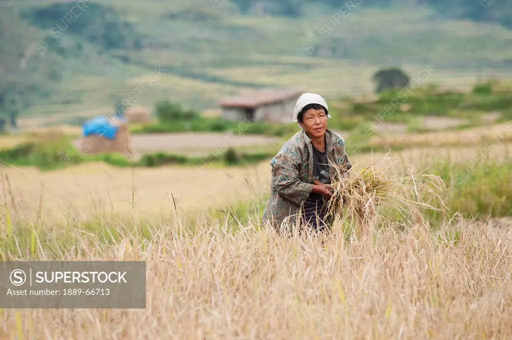 Woman Working In Field, Punakha District Bhutan
