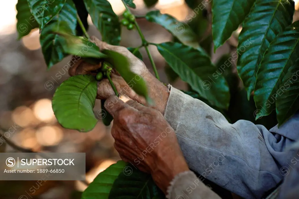 A Man Picking Coffee Beans From A Branch, Muara Pinang Sumatera Selatan Indonesia