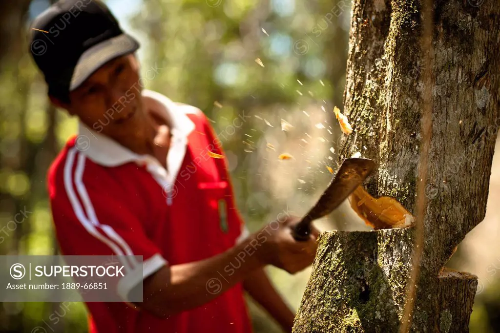 A Man Chops Down A Tree By Hand With A Machete, Muara Pinang Sumatera Selatan Indonesia