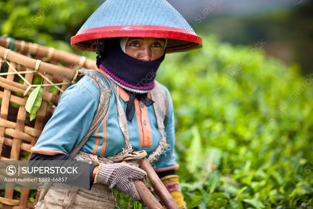 A Woman Wearing A Conical Hat And Carrying A Basket On Her Back At The Tea Plantation, Sumatran Indonesia