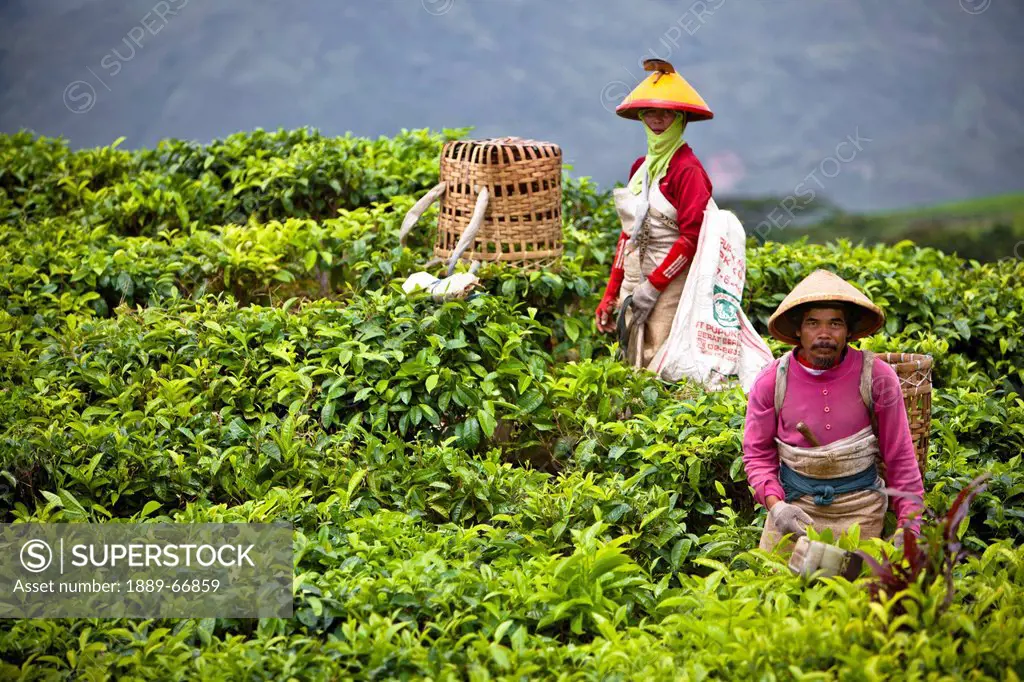 Women Working In The Tea Plantation, Tanjung Sakti Sumatera Selatan Indonesia