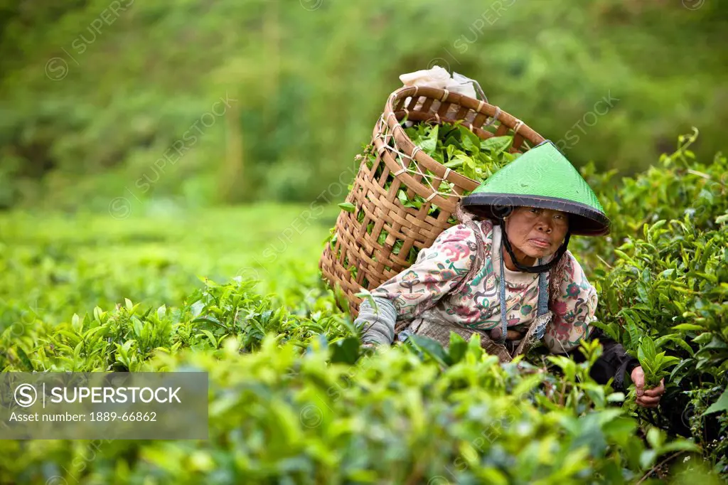 A Worker In The Tea Plantation, Tanjung Sakti Sumatera Selatan Indonesia