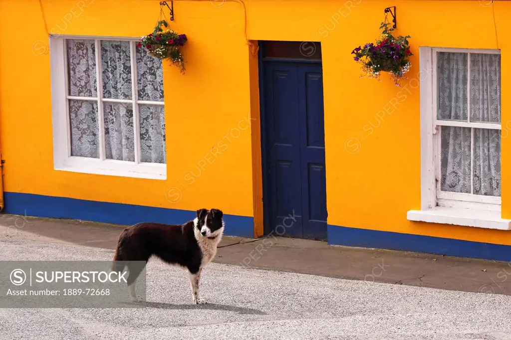yellow house and dog in eyeries village on the beara peninsula in west cork, county cork ireland
