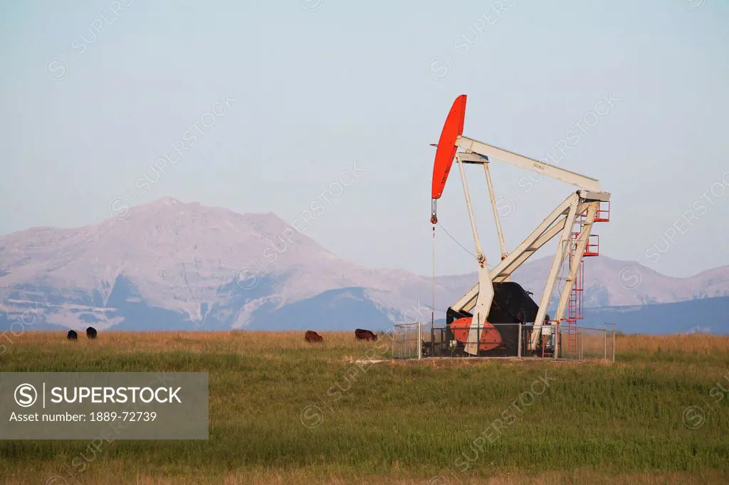 pumpjack at sunrise in a field with cattle and mountains in the background, longview alberta canada