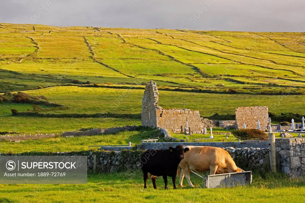 green fields and cows grazing near church ruin in the burren region, fanore county clare ireland