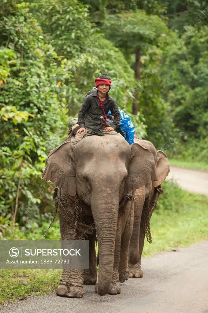 working karen elephants, noh poh mae sot thailand