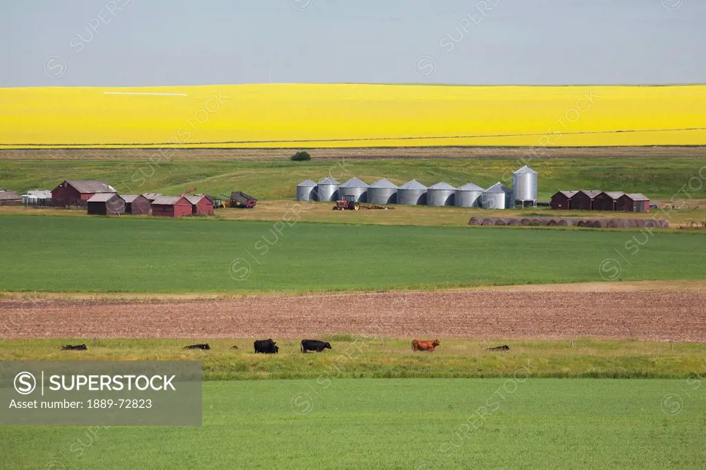 farm yard with grain bins set into fields of green wheat pasture with cattle and open soil with flowering canola on the hillside in the distance and b...