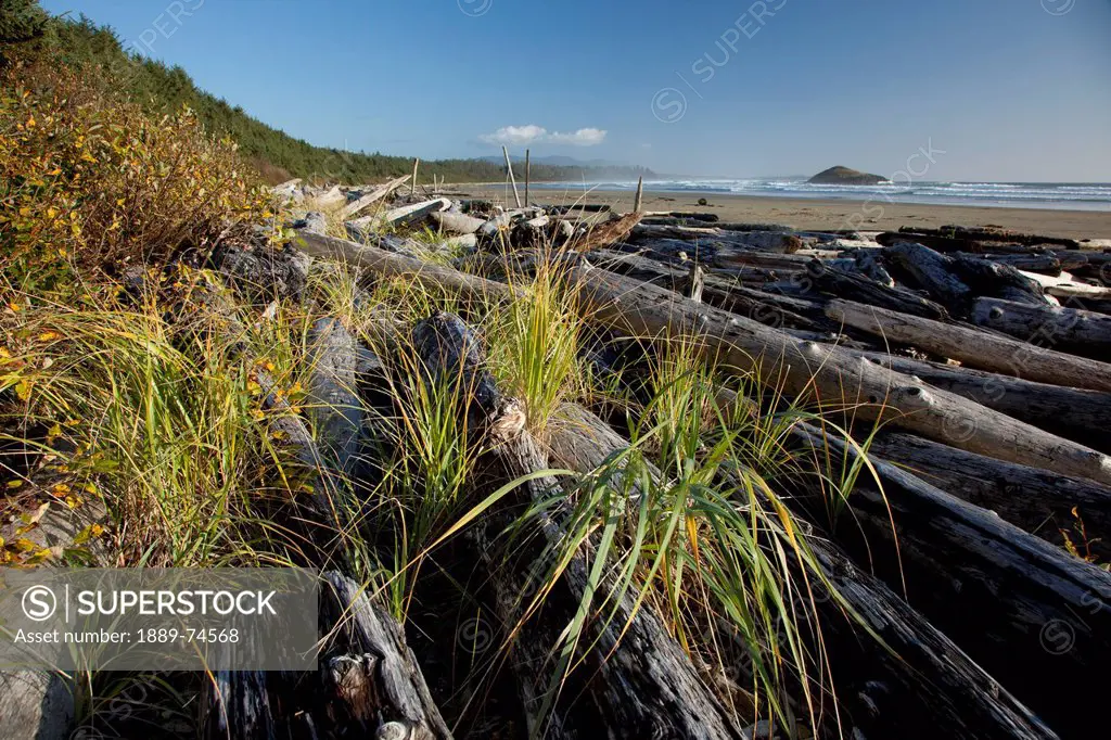 Drift Logs Pile Up Along Long Beach A Surfer´s Paradise In Pacific Rim National Park Near Tofino, British Columbia Canada
