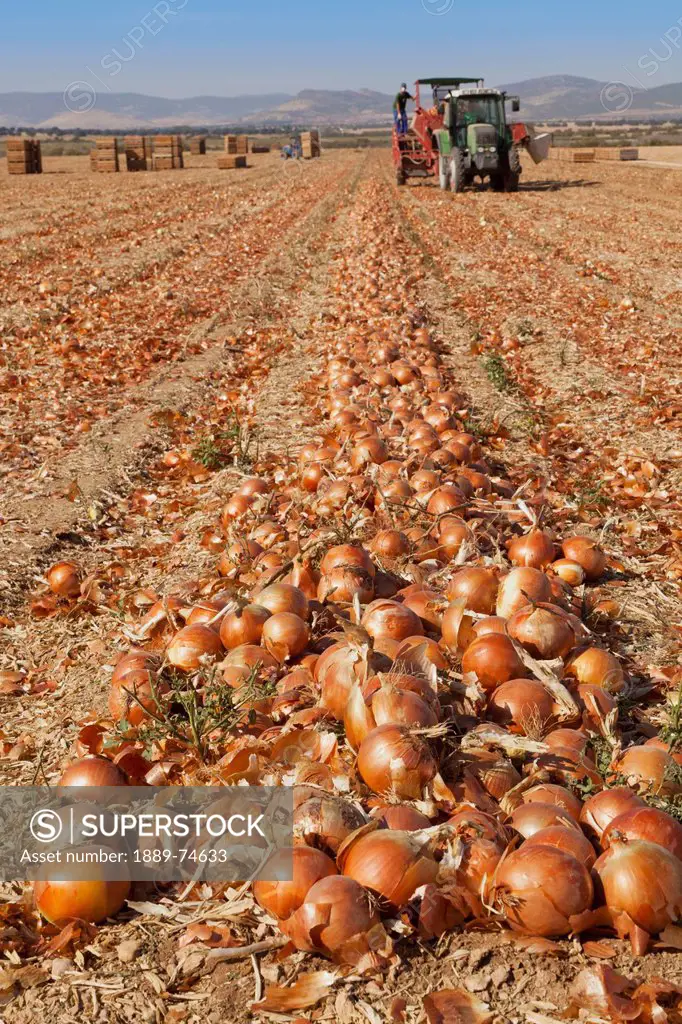Gathering Onion Crop Near Daimiel, Toledo Province Spain