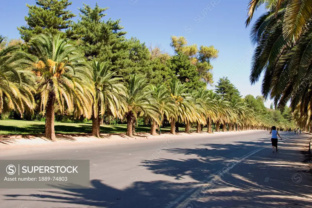 Pedestrian On An Avenue Lined With Palm Trees, Mendoza Argentina