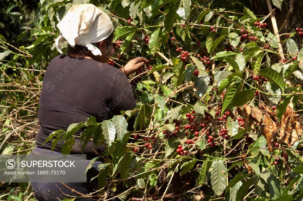 A Woman Picking Coffee Beans, Antigua Guatemala