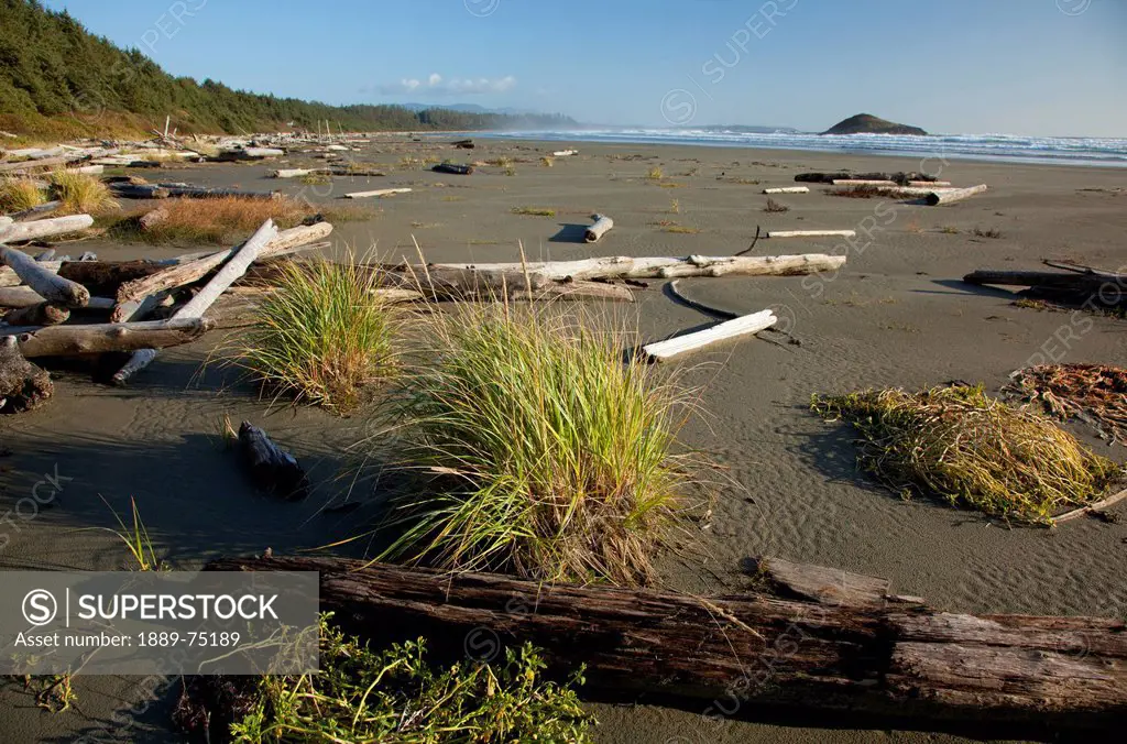 Drift Logs Lay Scattered Along Long Beach A Surfer´s Paradise In Pacific Rim National Park Near Tofino, British Columbia Canada