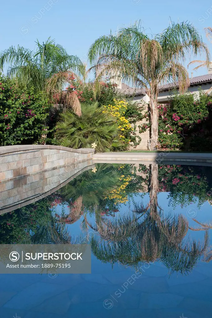 Palm Trees And Flowering Shrubs Reflecting Off A Pool, Palm Springs California United States Of America