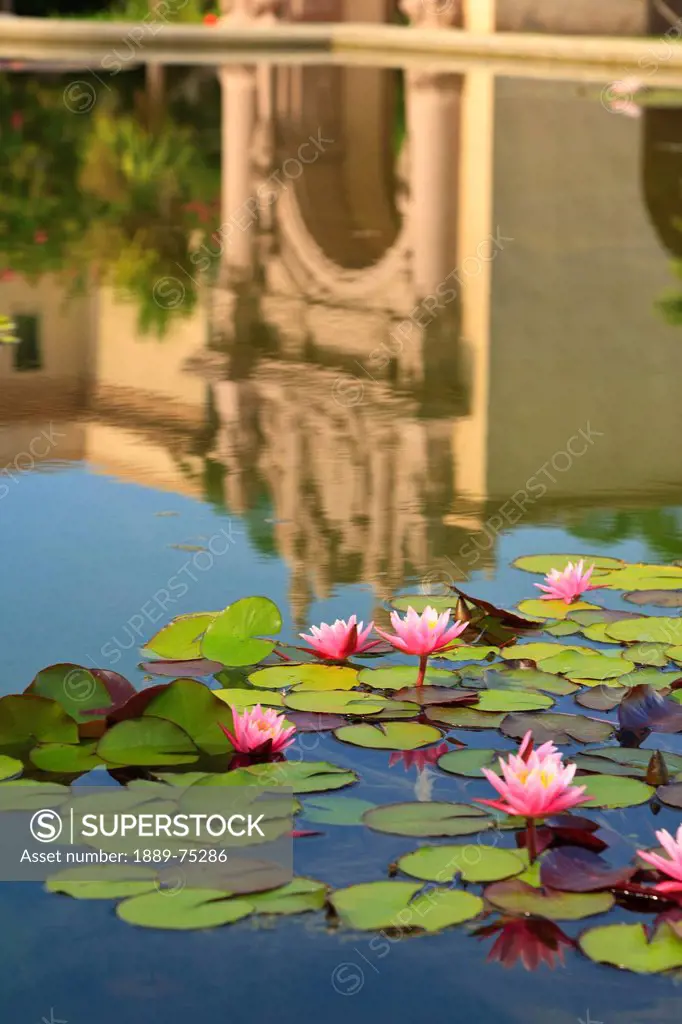 Lilies In A Pond With The Museum Of Art Reflected In The Water In Balboa Park, San Diego California United States Of America