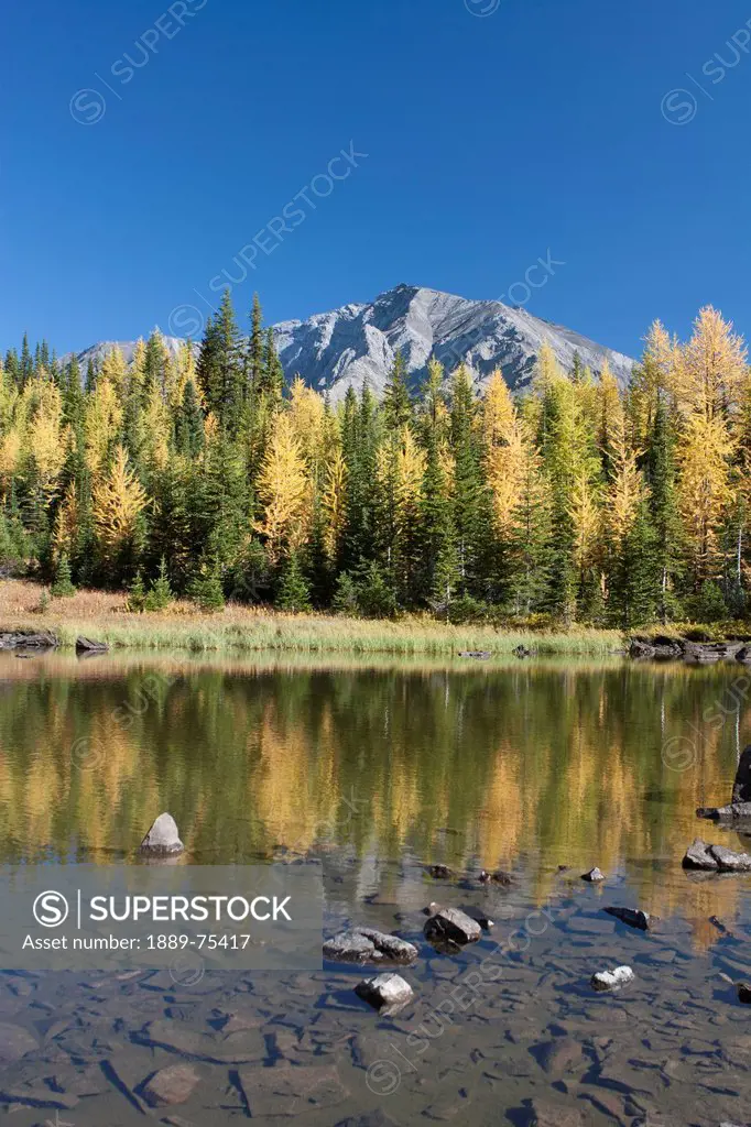 Mountain Pond Reflecting Fall Colours Of Glowing Larch Trees With Mountains In The Background And Blue Sky, Alberta Canada