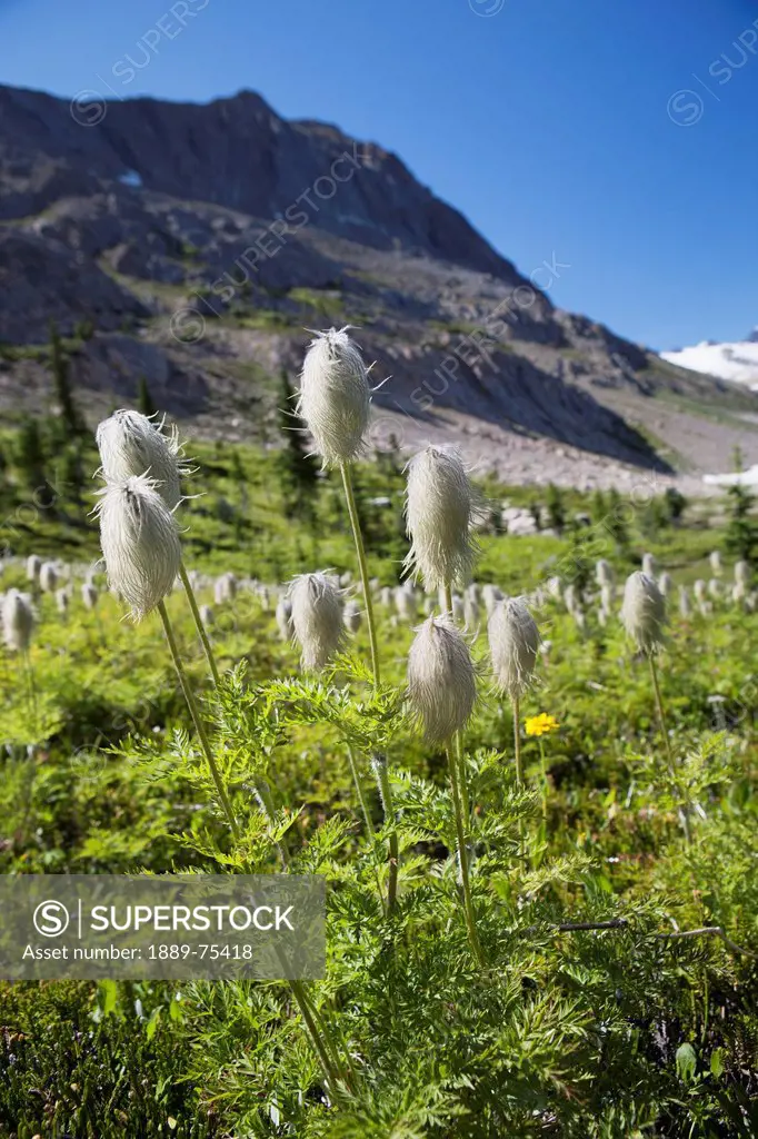 Mountain Meadow With Wildflowers And Glacier Mountains In The Background With Blue Sky, Field British Columbia Canada