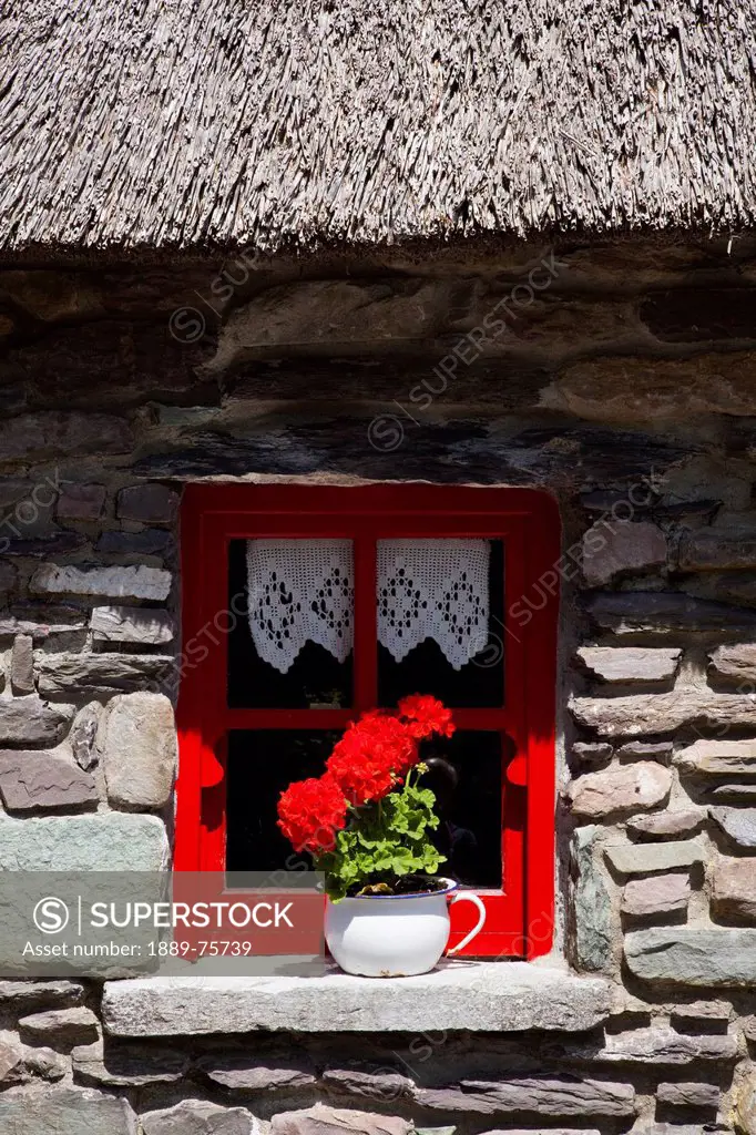 Red blossoming flowers on a red trimmed window sill of molly darcy craft shop near bonane, county kerry ireland