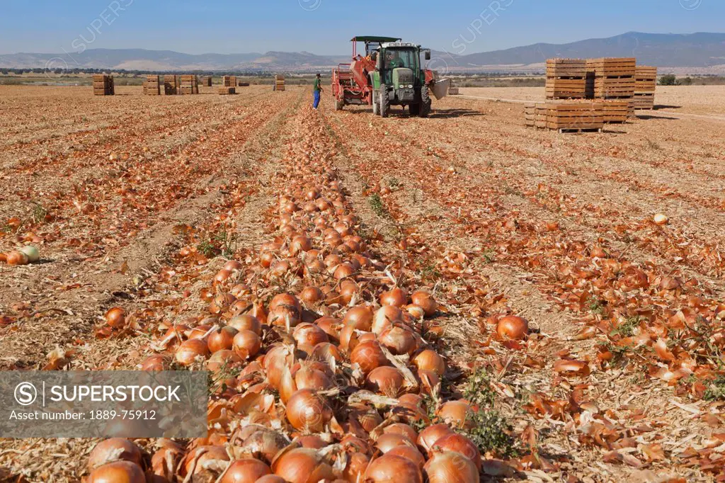 Gathering Onion Crop Near Daimiel, Toledo Province Spain