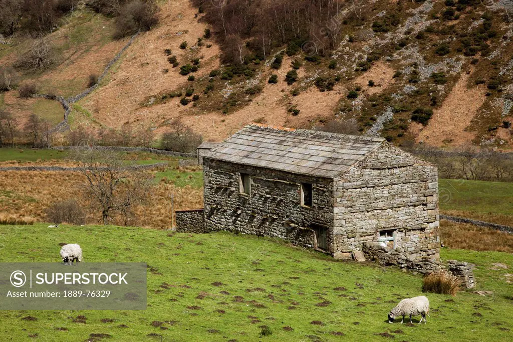 Sheep grazing in a grass field with a stone building, swaledale england