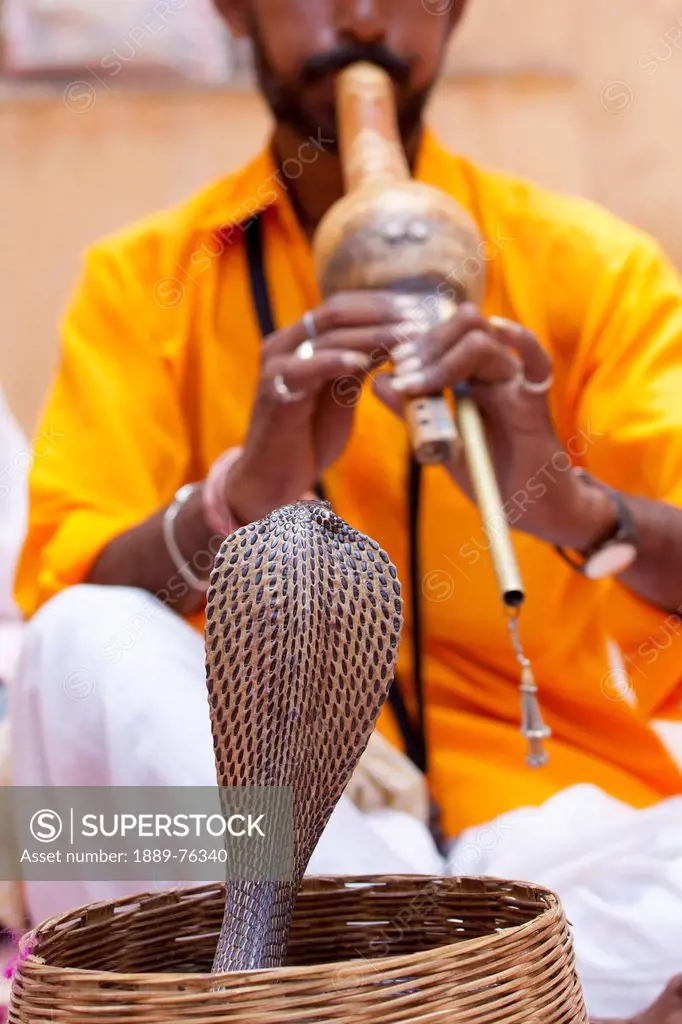 Snake charming with an indian cobra, jaipur rajasthan india