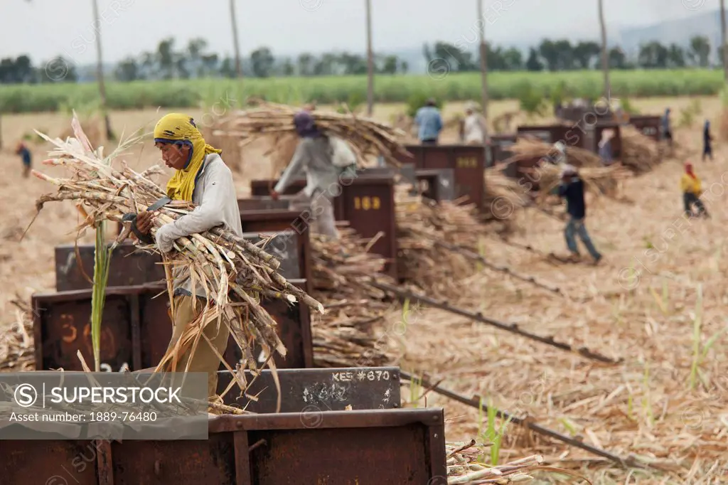 Men Harvest Sugar Cane And Load The Stalks Onto Train Cars Near Bias, Negros Oriental Philippines