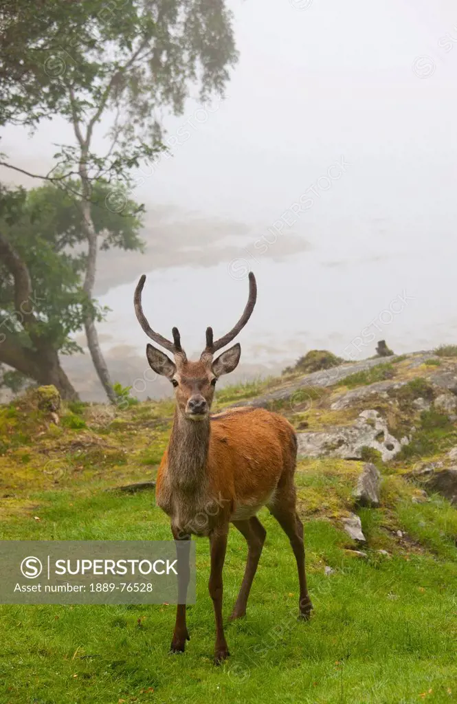 A Deer Stands In A Foggy Meadow By The Water´s Edge, Argyll Scotland