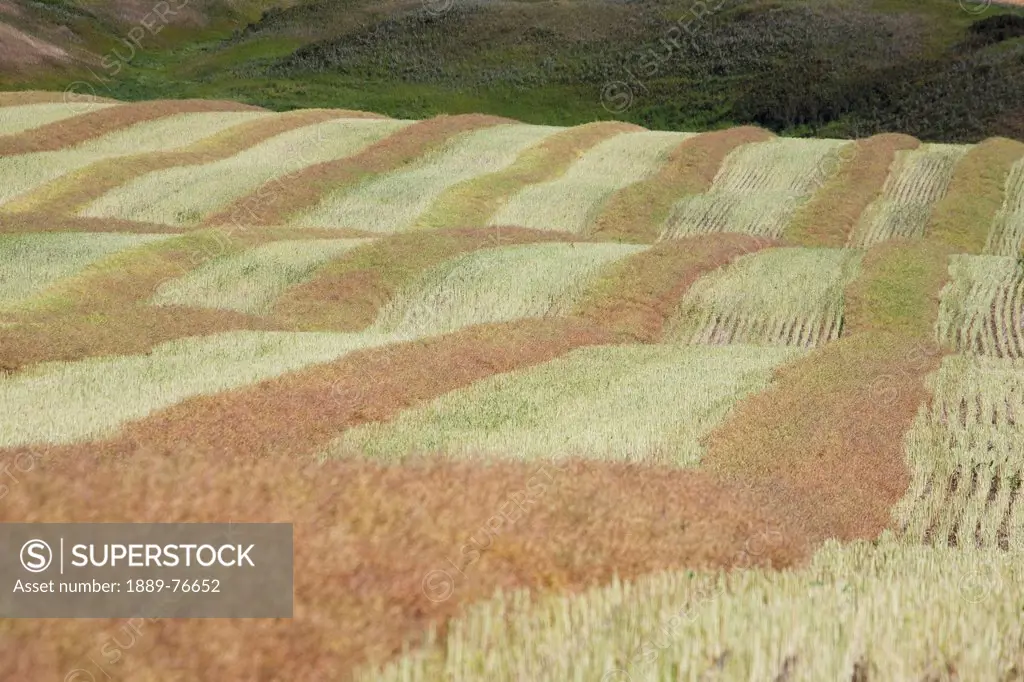 Close Up Of Harvest Lines Of A Cut Canola Field In Rolling Hills, Alberta Canada