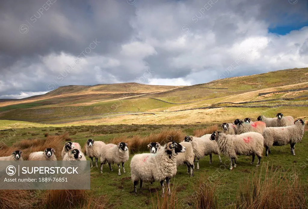 Flock of sheep on a landscape of rolling hills, northumberland england