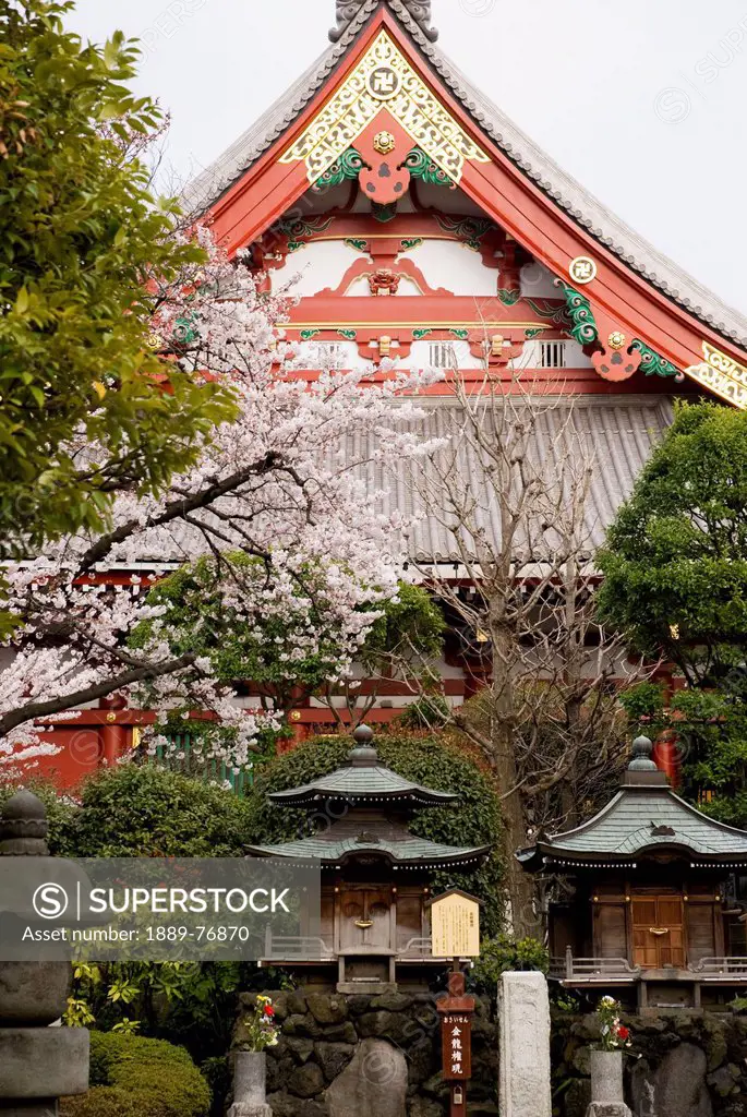 Japanese zen temple with cherry blossom and two small shrines in front, tokyo japan