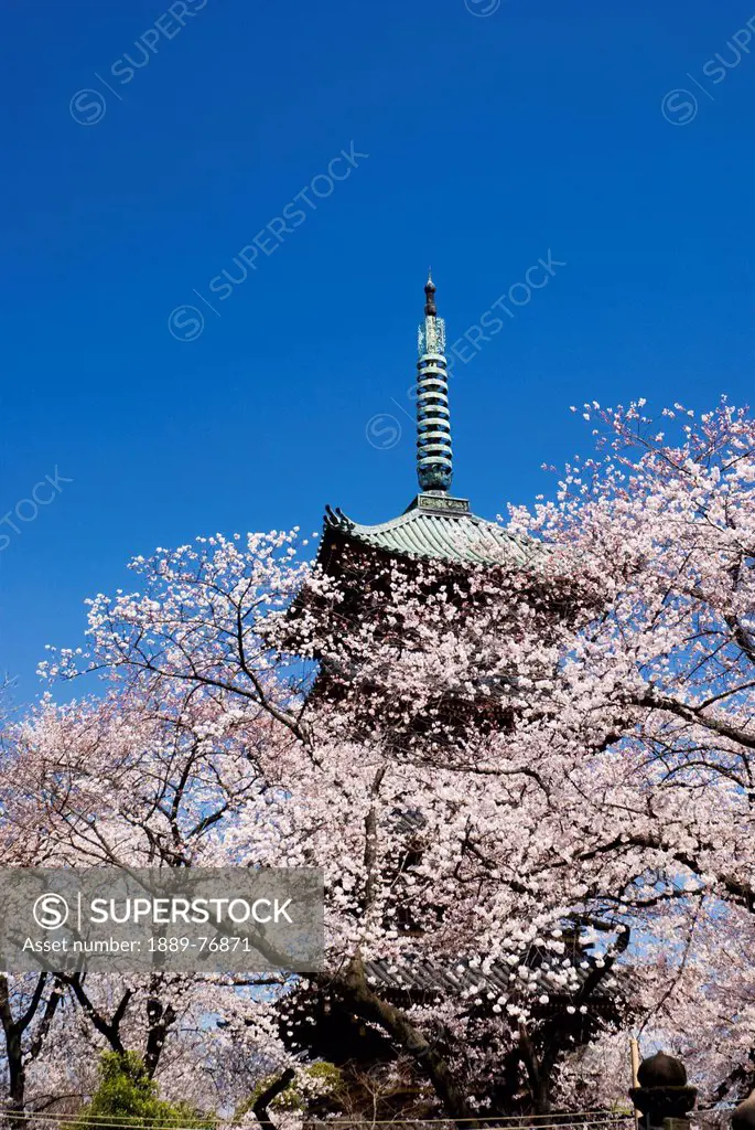 Pagoda through the cherry blossom tree, tokyo japan