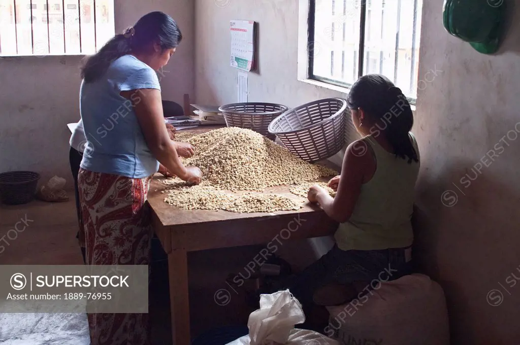 Woman Sorting Coffee Beans, Antigua Guatemala