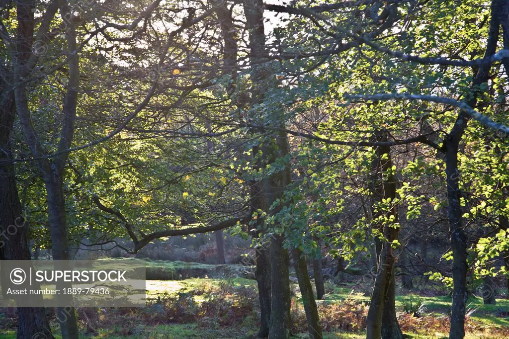 trees in peak district national park, derbyshire england