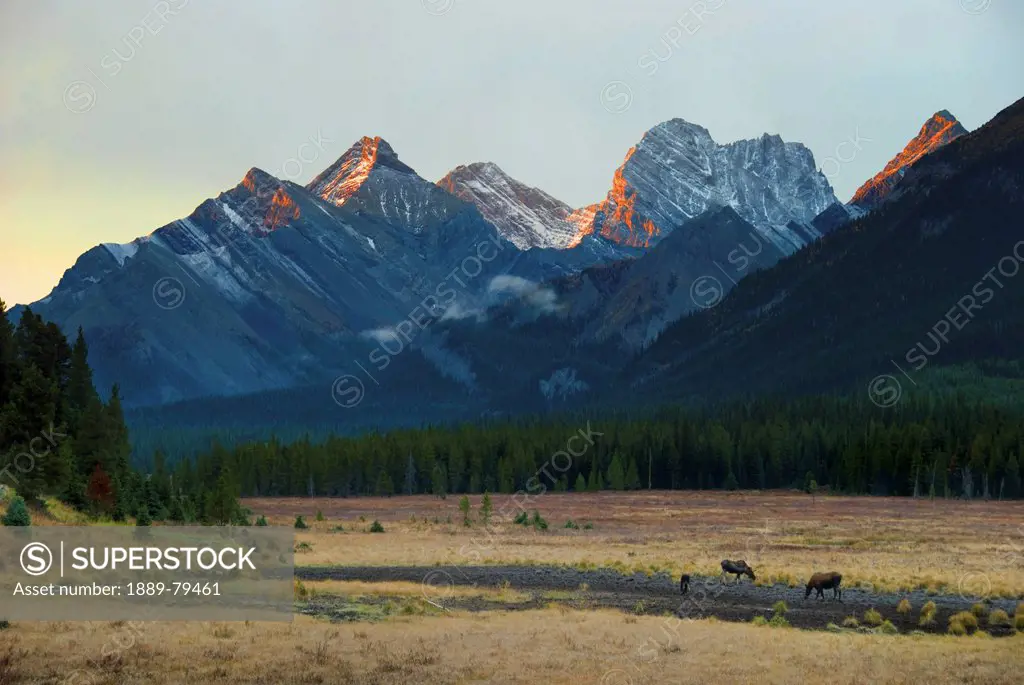 moose grazing at sunset with mountains in the background, alberta canada