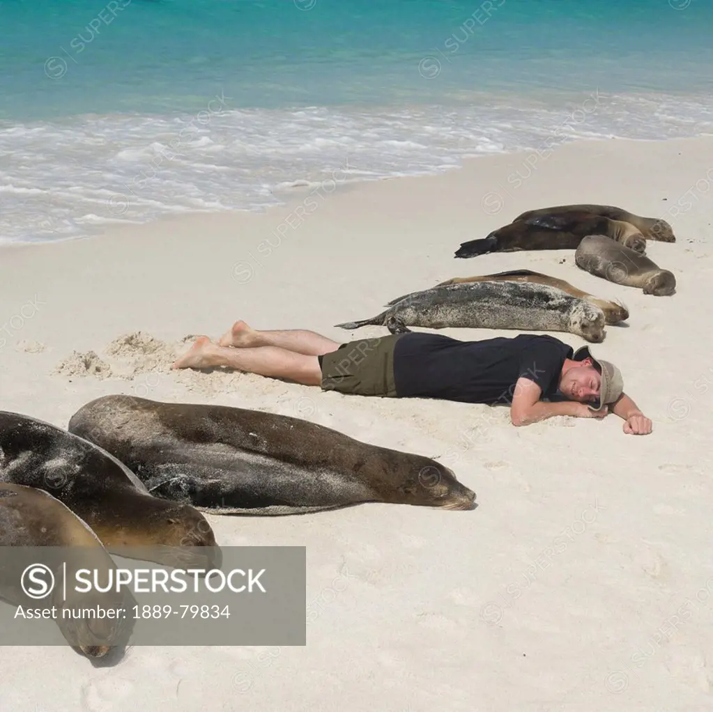 a man lays on a white sand beach with the sea lions otariidae, galapagos equador