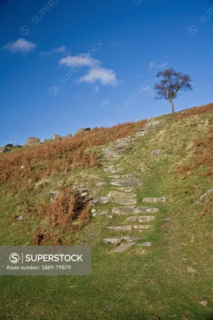 a tree against blue sky in peak district national park, derbyshire england