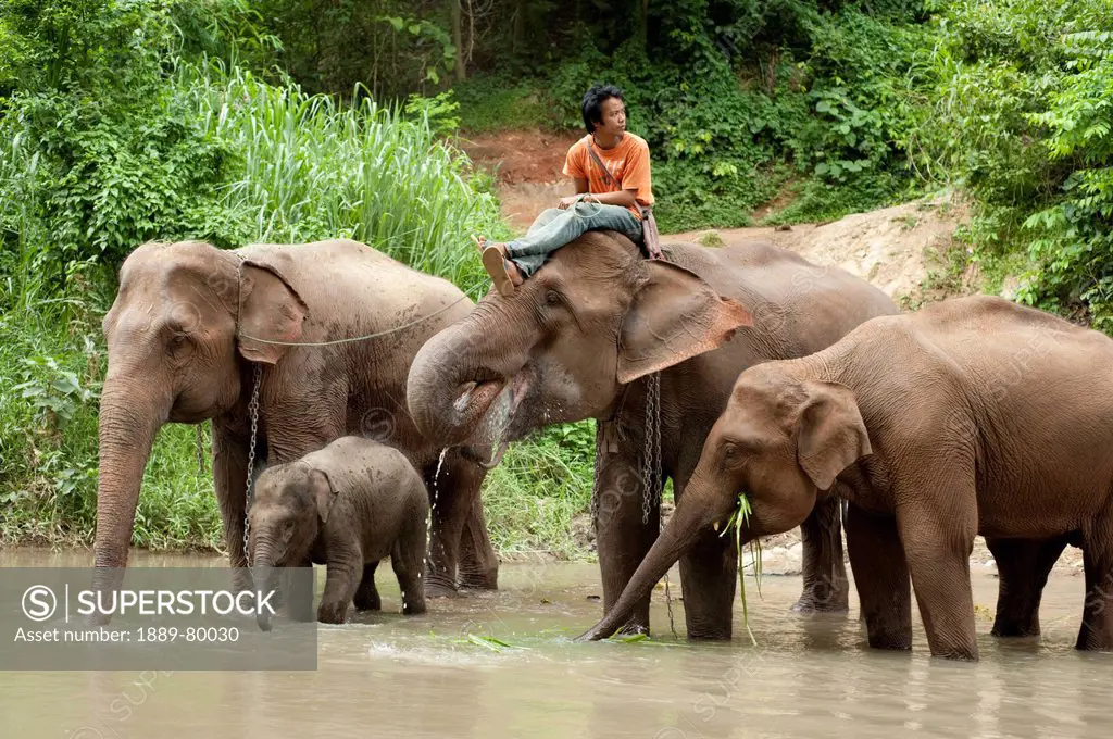 a man sitting on an elephant as a group of elephants drink from the water, chiang mai thailand