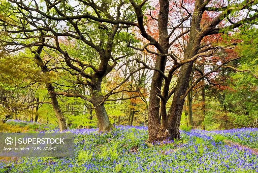 Bluebells beech and oak trees in middleton woods, ilkley yorkshire england