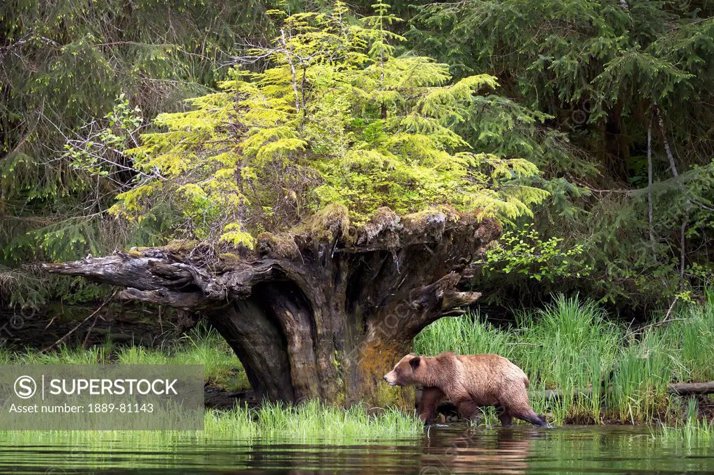 Brown grizzly bear walking near an uprooted tree with new growth at the khutzeymateen grizzly bear sanctuary, british columbia canada