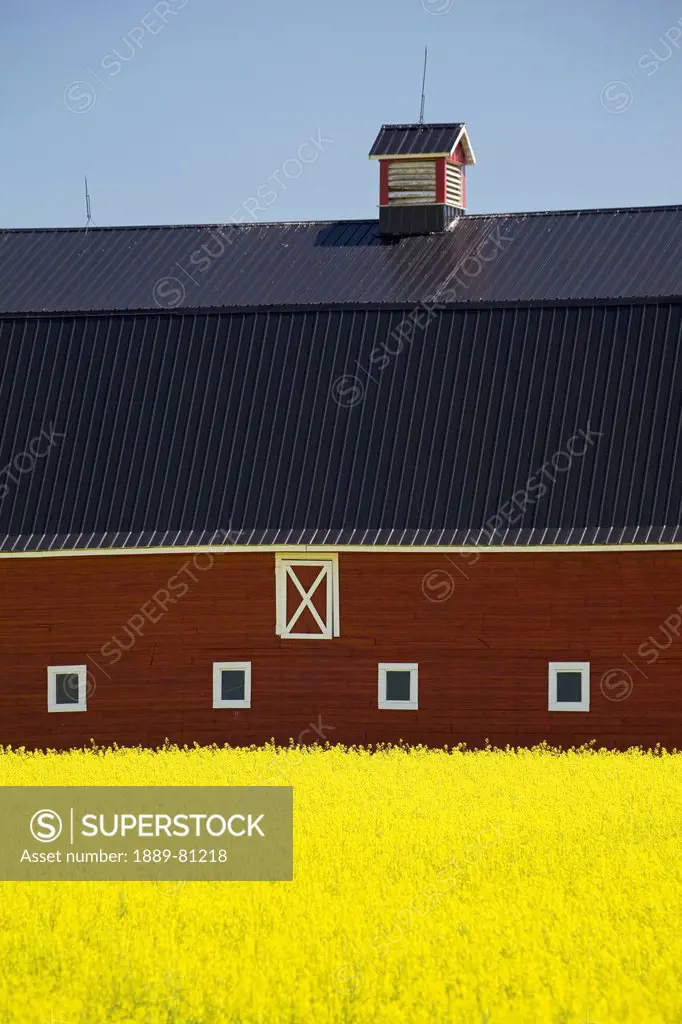 Front of a red barn in a flowering canola field with blue sky south of high river, alberta canada