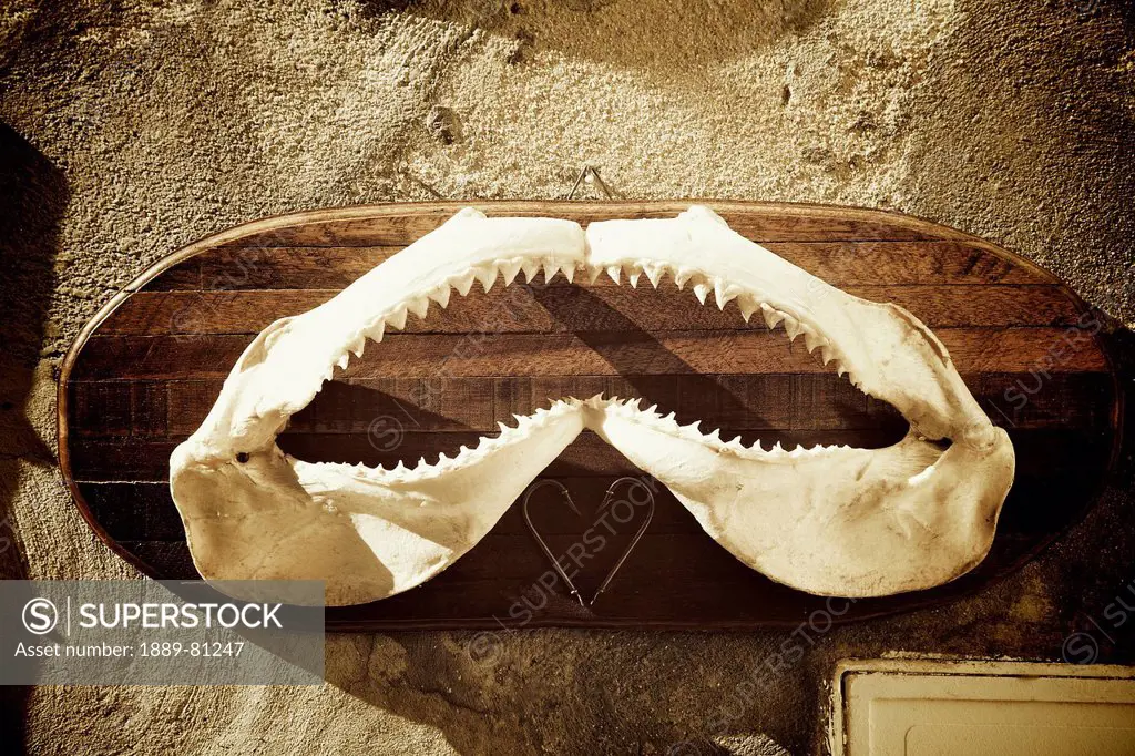 A fish jaw with teeth mounted on a board hanging on the wall, cannes provence france