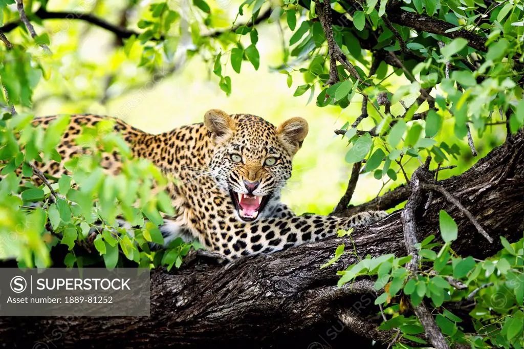 Leopard panthera pardus snarling in a tree, timbavati limpopo south africa