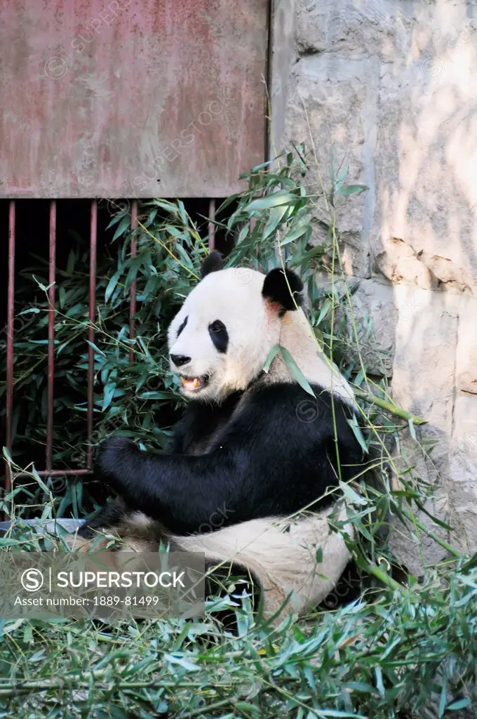 Panda bear ailuropoda melanoleuca eating leaves, beijing china