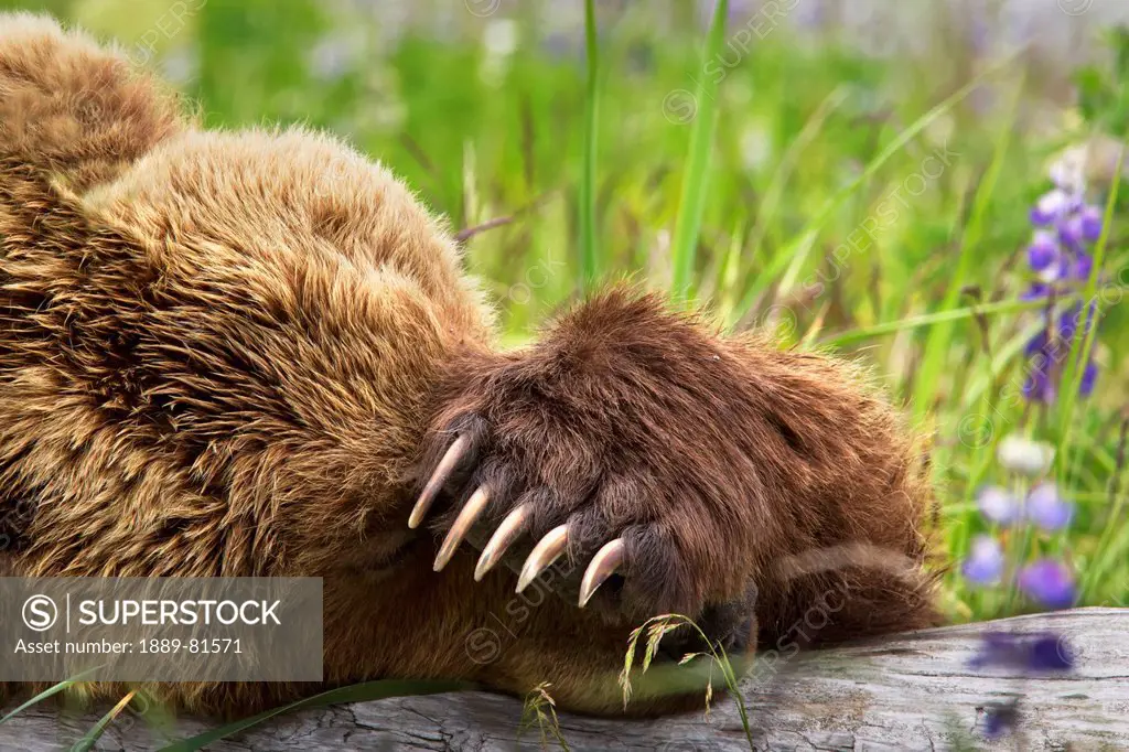 Kodiak brown bear sleeping on a log with it´s claws showing at lake clarke national park, alaska united states of america