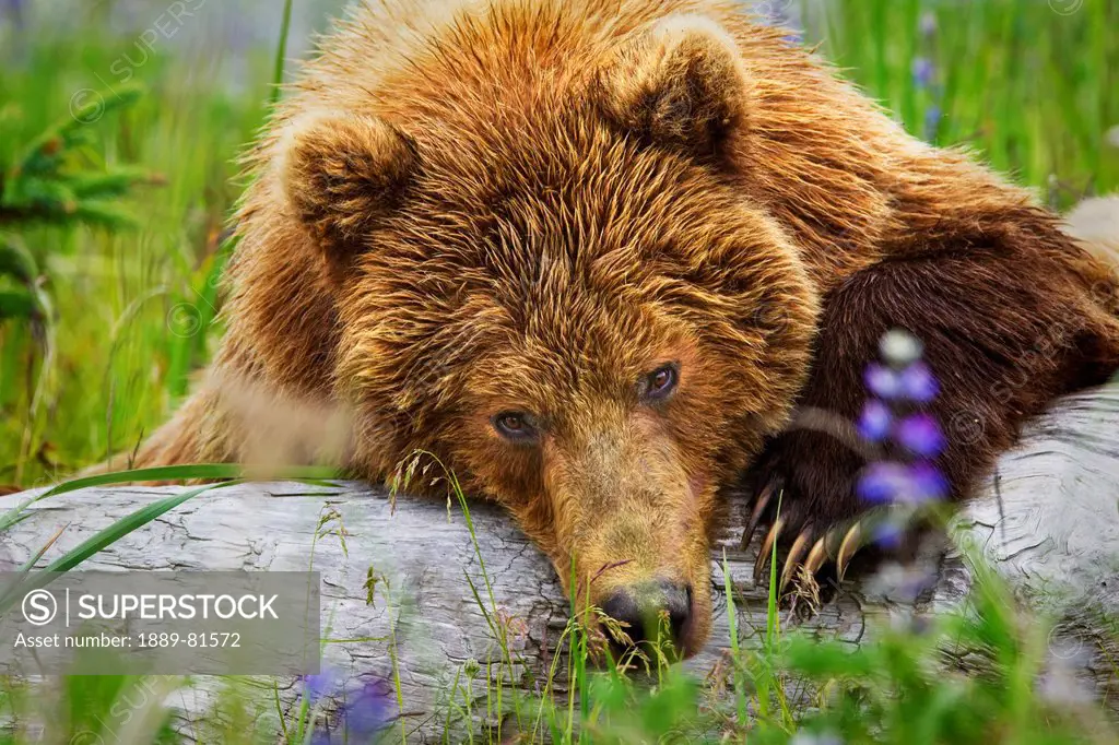 Brown bear staring directly at the viewer while resting on a log at lake clarke national park, alaska united states of america