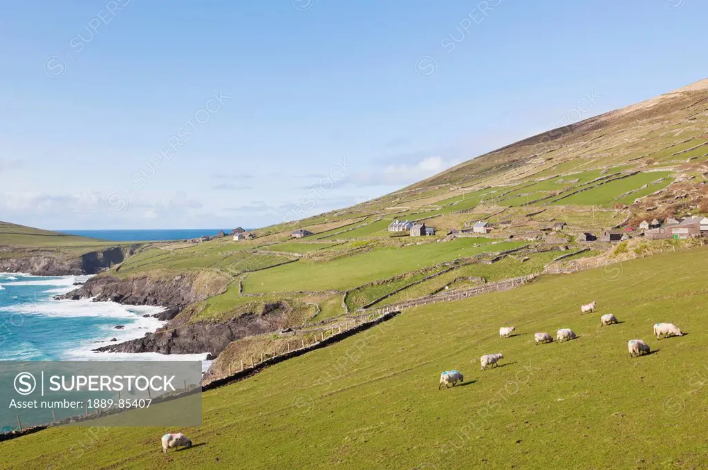 Flock Of Sheep Grazing Along The Coast Hear Slea Head, Dingle Peninsula County Kerry Ireland