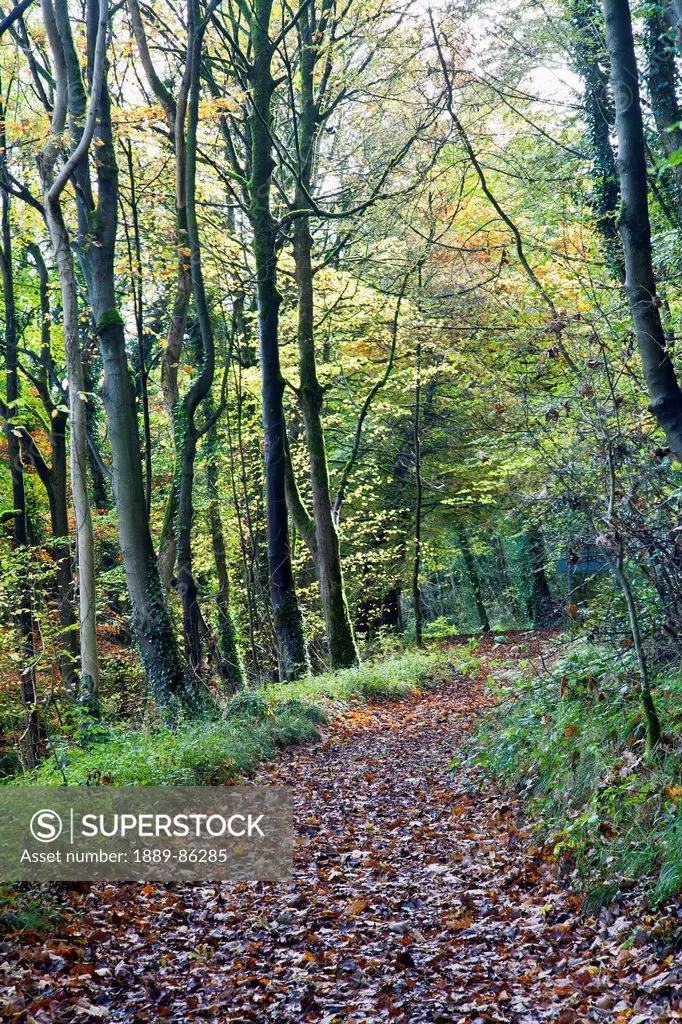 UK, England, Derbyshire, Fallen leaves cover path through forest; Cheedale