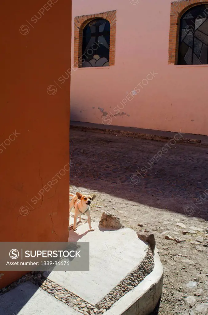 Mexico, Guanajuato, Chihuahua Dog On Cobblestone Street; San Miguel De Allende