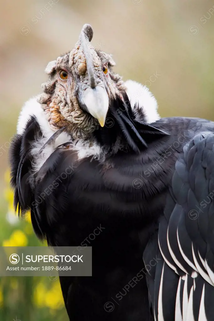 Ecuador, Male Condor (Vultur Gryphus); Imbabura