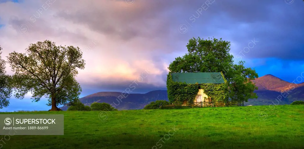 Ireland, County Kerry, Scenic View With Vine Covered Barn And Tree; Killarney
